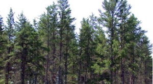 jack pine stand northern Minnesota